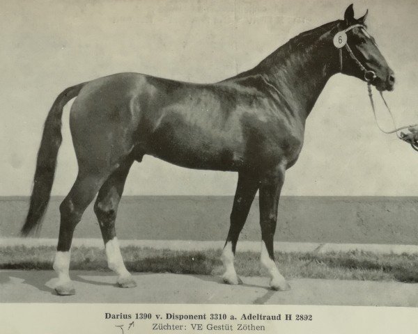 stallion Darius I (Noble Warmblood, 1978, from Disponent 3310)