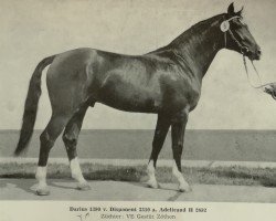 stallion Darius I (Noble Warmblood, 1978, from Disponent 3310)