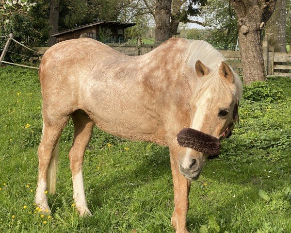 Zuchtstute Knockreigh Trilby (sonstiges Pony, 1989, von Ballymacad Starling)