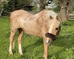 Zuchtstute Knockreigh Trilby (sonstiges Pony, 1989, von Ballymacad Starling)