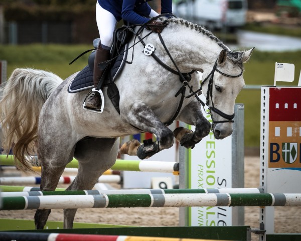 jumper Coeur de Foret (German Sport Horse, 2016, from Cellestial)