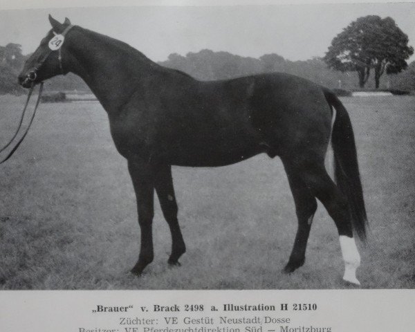 stallion Brauer (Noble Warmblood, 1971, from Brack)