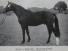 stallion Brauer (Noble Warmblood, 1971, from Brack)