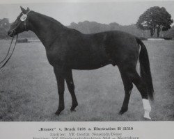 stallion Brauer 1325 (Noble Warmblood, 1971, from Brack 2498)