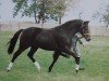 stallion Nibelungenheld II (German Riding Pony, 1989, from Nobel)