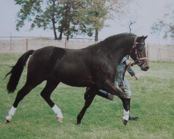 Deckhengst Nibelungenheld II (Deutsches Reitpony, 1989, von Nobel)