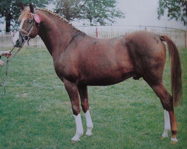 stallion Dublino (German Riding Pony, 1983, from Donnerkiel)