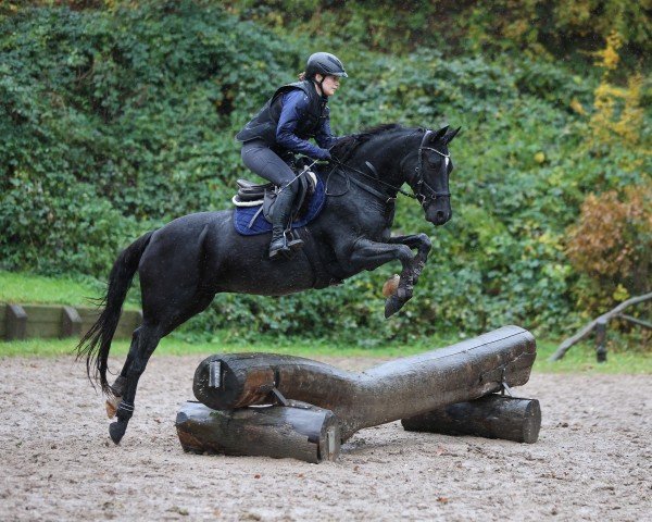 jumper Nantino 8 (German Riding Pony, 2015, from Nutrix)