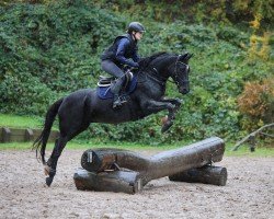 dressage horse Nantino 8 (German Riding Pony, 2015, from Nutrix)