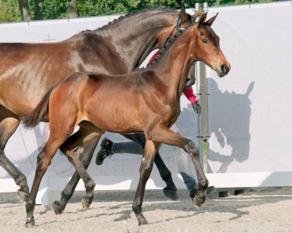 dressage horse Faith (Westphalian, 2023, from Frankie Lee)