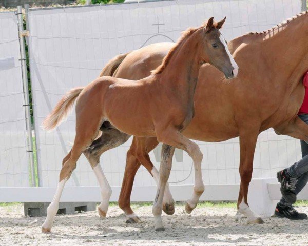 jumper Hengst von Comme il faut NRW / Quidam's Rubin (Westphalian, 2023, from Comme il Faut)