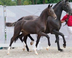 dressage horse Flötzinger (Westphalian, 2023, from Fidertanz)