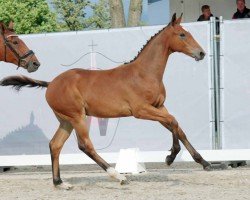 Springpferd Jumbo MR (Westfale, 2023, von Jasper)