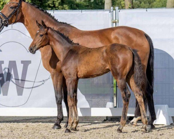 dressage horse Stute von Fashion in Black NRW / Sarkozy (Westphalian, 2023, from Fashion In Black NRW)