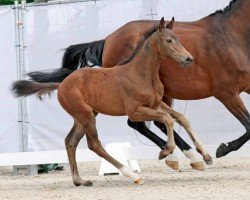 jumper Rising Star (Westphalian, 2023, from Rob Roy vd Bisschop)