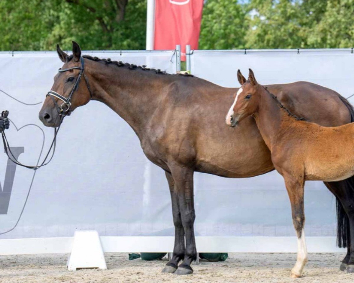 broodmare Z-Constanze (Holsteiner, 2007, from Caretino)