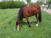 Dressurpferd Roger (Welsh-Cob (Sek. D), 2010)