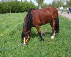 Dressurpferd Roger (Welsh-Cob (Sek. D), 2010)