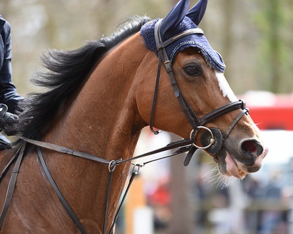 Springpferd Arezzo de Feyele (Selle Français, 2010, von Orlando van de Heffinck)