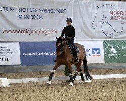 dressage horse Han Solo 3 (Trakehner, 2014, from Connery)