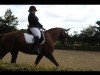 dressage horse Rosalie Mw (Hanoverian, 2007, from Royal Blend)