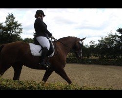 dressage horse Rosalie Mw (Hanoverian, 2007, from Royal Blend)