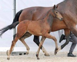 dressage horse Rock my World B (Westphalian, 2023, from Rocketeer NRW)