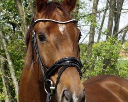 dressage horse Bairovski (Deutsches Sportpferd, 2016, from Bailando)