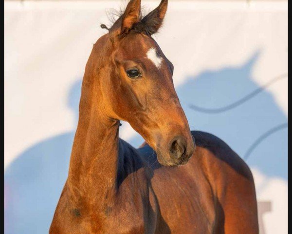 dressage horse Frechdachs B (Westphalian, 2023, from Fair Deal)