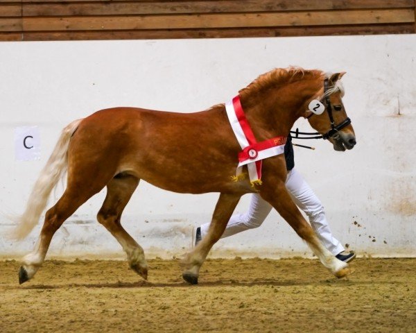 stallion Arsenal (Haflinger, 2005, from Aragon)