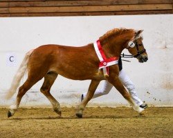 Deckhengst Arsenal (Haflinger, 2005, von Aragon)