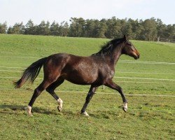 dressage horse Bellania (Oldenburg, 2022, from Flashbang)