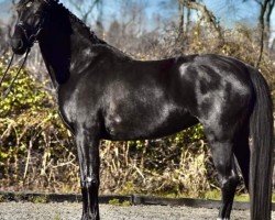 dressage horse Esprit de Pavie (Westphalian, 2019, from Escamillo)