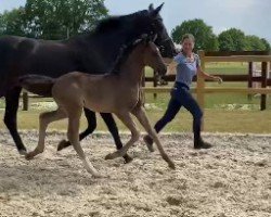 dressage horse Emilio Loh (Westphalian, 2020, from Escamillo)