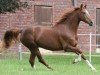 broodmare Deauville 52 (Oldenburg, 2011, from Don Schufro)