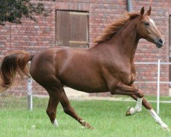 broodmare Deauville 52 (Oldenburg, 2011, from Don Schufro)