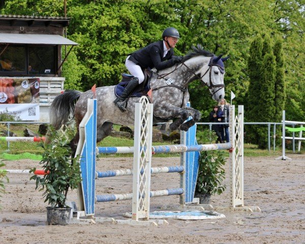 jumper Kalice de Coeur (KWPN (Royal Dutch Sporthorse), 2015, from Coupe de Coeur 2)