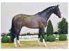 dressage horse Zampano (Oldenburg, 2015, from Zhivago)