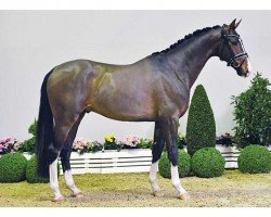 dressage horse Zampano (Oldenburg, 2015, from Zhivago)