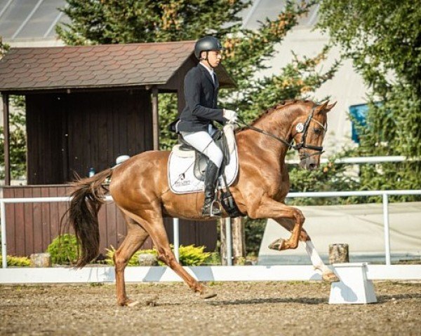 dressage horse Enjoy (Westphalian, 2018, from Elton John Dvb)