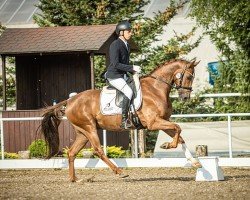 dressage horse Enjoy (Westphalian, 2018, from Elton John Dvb)