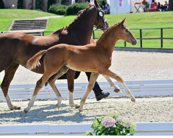 dressage horse Vanory (Oldenburg, 2023, from Vitalos FRH)