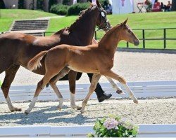 dressage horse Vanory (Oldenburg, 2023, from Vitalos FRH)