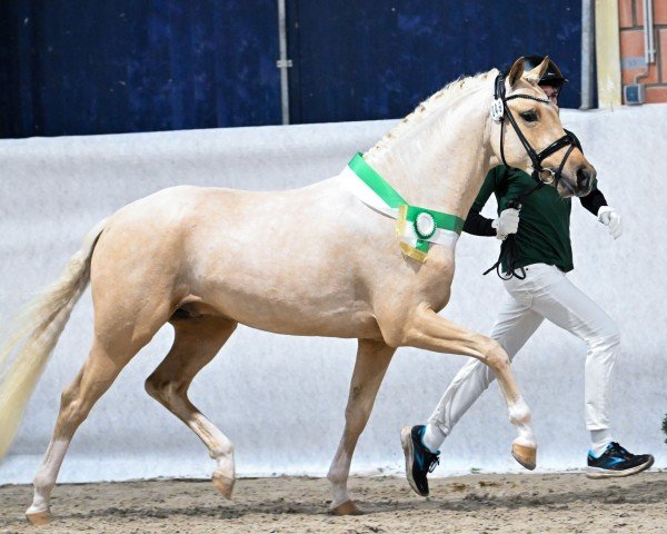 Deckhengst Crown Nullnullsieben (Deutsches Reitpony, 2020, von Notting Hill 2)