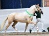 stallion Crown Nullnullsieben (German Riding Pony, 2020, from Notting Hill 2)