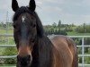 dressage horse Aaron 386 (Oldenburg show jumper, 2007, from Aralimbo)