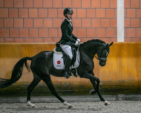 Zuchtstute Crown Million Dollar Baby (Deutsches Reitpony, 2019, von Notting Hill 2)