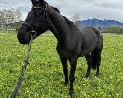 jumper Mannlich (German Sport Horse, 2017, from I'm Special de Muze)