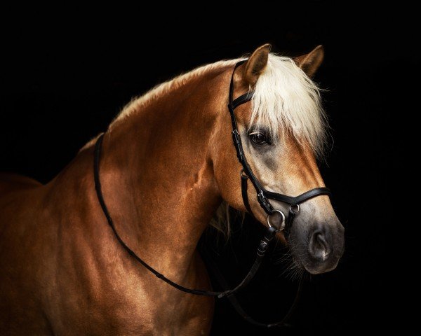 Springpferd Naitiry (Haflinger, 2010, von Nestroy)