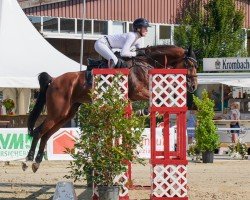 jumper Greta 177 (Oldenburg show jumper, 2014, from Eldorado vd Zeshoek Tn)